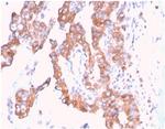 SERBP1/PAI-RBP1 Antibody in Immunohistochemistry (Paraffin) (IHC (P))