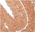 SERBP1/PAI-RBP1 Antibody in Immunohistochemistry (Paraffin) (IHC (P))