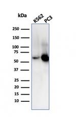 SERBP1/PAI-RBP1 Antibody in Western Blot (WB)