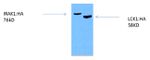 HA Tag Antibody in Western Blot (WB)