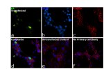 HA Tag Antibody in Immunocytochemistry (ICC/IF)