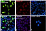 HA Tag Antibody in Immunocytochemistry (ICC/IF)