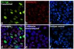 HA Tag Antibody in Immunocytochemistry (ICC/IF)