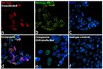 HA Tag Antibody in Immunocytochemistry (ICC/IF)