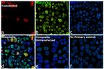 HA Tag Antibody in Immunocytochemistry (ICC/IF)