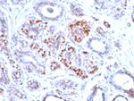 GATA-3 (Breast and Urothelial Marker) Antibody in Immunohistochemistry (Paraffin) (IHC (P))