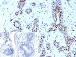 GATA-3 (Breast and Urothelial Marker) Antibody in Immunohistochemistry (Paraffin) (IHC (P))