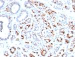 GATA-3 (Breast and Urothelial Marker) Antibody in Immunohistochemistry (Paraffin) (IHC (P))