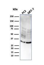 NKX2.8 Antibody in Western Blot (WB)