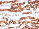 FGF21 (Fibroblast growth factor 21) Antibody in Immunohistochemistry (Paraffin) (IHC (P))