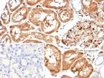 GBP1 Antibody in Immunohistochemistry (Paraffin) (IHC (P))