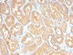 GBX2/Gastrulation Brain Homeobox 2 Antibody in Immunohistochemistry (Paraffin) (IHC (P))