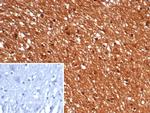 GBX2/Gastrulation Brain Homeobox 2 Antibody in Immunohistochemistry (Paraffin) (IHC (P))