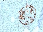 GC Vitamin D Binding Protein Antibody in Immunohistochemistry (Paraffin) (IHC (P))