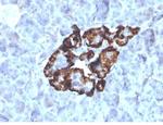 GC Vitamin D Binding Protein Antibody in Immunohistochemistry (Paraffin) (IHC (P))