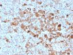 GC Vitamin D Binding Protein Antibody in Immunohistochemistry (Paraffin) (IHC (P))