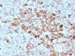 GC Vitamin D Binding Protein Antibody in Immunohistochemistry (Paraffin) (IHC (P))