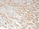 GCHFR Antibody in Immunohistochemistry (Paraffin) (IHC (P))