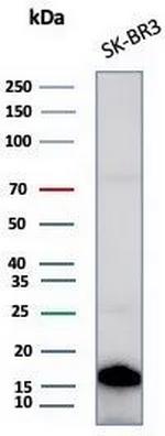 GCHFR Antibody in Western Blot (WB)