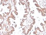 GDF9 (Growth Differentiation Factor 9) Antibody in Immunohistochemistry (Paraffin) (IHC (P))