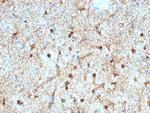 GFAP Antibody in Immunohistochemistry (Paraffin) (IHC (P))