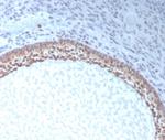 Anti Mullerian Hormone (AMH)/Mullerian Inhibiting Substance (MIS) Antibody in Immunohistochemistry (Paraffin) (IHC (P))