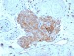 Anti Mullerian Hormone (AMH)/Mullerian Inhibiting Substance (MIS) Antibody in Immunohistochemistry (Paraffin) (IHC (P))