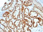 Anti Mullerian Hormone (AMH)/Mullerian Inhibiting Substance (MIS) Antibody in Immunohistochemistry (Paraffin) (IHC (P))