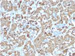 Growth Hormone (Pituitary Marker) Antibody in Immunohistochemistry (Paraffin) (IHC (P))