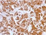 Growth Hormone (Pituitary Marker) Antibody in Immunohistochemistry (Paraffin) (IHC (P))