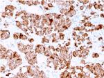 Growth Hormone (Pituitary Marker) Antibody in Immunohistochemistry (Paraffin) (IHC (P))