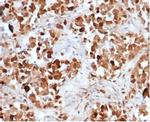 Growth Hormone Antibody in Immunohistochemistry (Paraffin) (IHC (P))