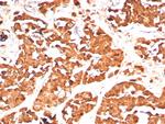 Growth Hormone (Pituitary Marker) Antibody in Immunohistochemistry (Paraffin) (IHC (P))