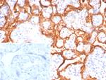 Growth Hormone (Pituitary Marker) Antibody in Immunohistochemistry (Paraffin) (IHC (P))