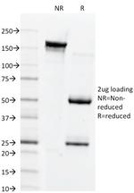 Connexin 32 (Gap Junction Protein) Antibody in SDS-PAGE (SDS-PAGE)