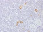 Connexin 32 (Gap Junction Protein) Antibody in Immunohistochemistry (Paraffin) (IHC (P))