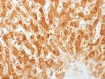 Connexin 32 (Gap Junction Protein) Antibody in Immunohistochemistry (Paraffin) (IHC (P))