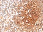 Glutamate-Cysteine Ligase Regulatory Subunit Antibody in Immunohistochemistry (Paraffin) (IHC (P))