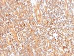 Glutamate-Cysteine Ligase Regulatory Subunit Antibody in Immunohistochemistry (Paraffin) (IHC (P))