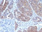 GCLM (DNA Mismatch Repair Protein) Antibody in Immunohistochemistry (Paraffin) (IHC (P))