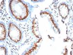 GLG1 (Golgi Glycoprotein 1) (Marker for Human Cells) Antibody in Immunohistochemistry (Paraffin) (IHC (P))