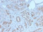 GLG1 (Golgi Glycoprotein 1) (Marker for Human Cells) Antibody in Immunohistochemistry (Paraffin) (IHC (P))