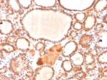 Glyoxalase 1 (GLO1) Antibody in Immunohistochemistry (Paraffin) (IHC (P))