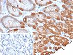 Glutamine Synthetase/GLUL Antibody in Immunohistochemistry (Paraffin) (IHC (P))