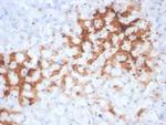 Glutamine Synthetase/GLUL Antibody in Immunohistochemistry (Paraffin) (IHC (P))