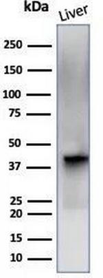 Glutamine Synthetase/GLUL Antibody in Western Blot (WB)