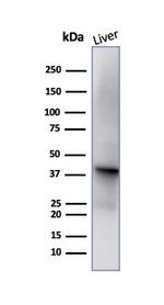 Glutamine Synthetase/GLUL Antibody in Western Blot (WB)