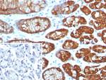 Glutamine Synthetase/GLUL Antibody in Immunohistochemistry (Paraffin) (IHC (P))