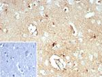 Glutamine Synthetase/GLUL Antibody in Immunohistochemistry (Paraffin) (IHC (P))