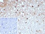 Glutamine Synthetase/GLUL Antibody in Immunohistochemistry (Paraffin) (IHC (P))